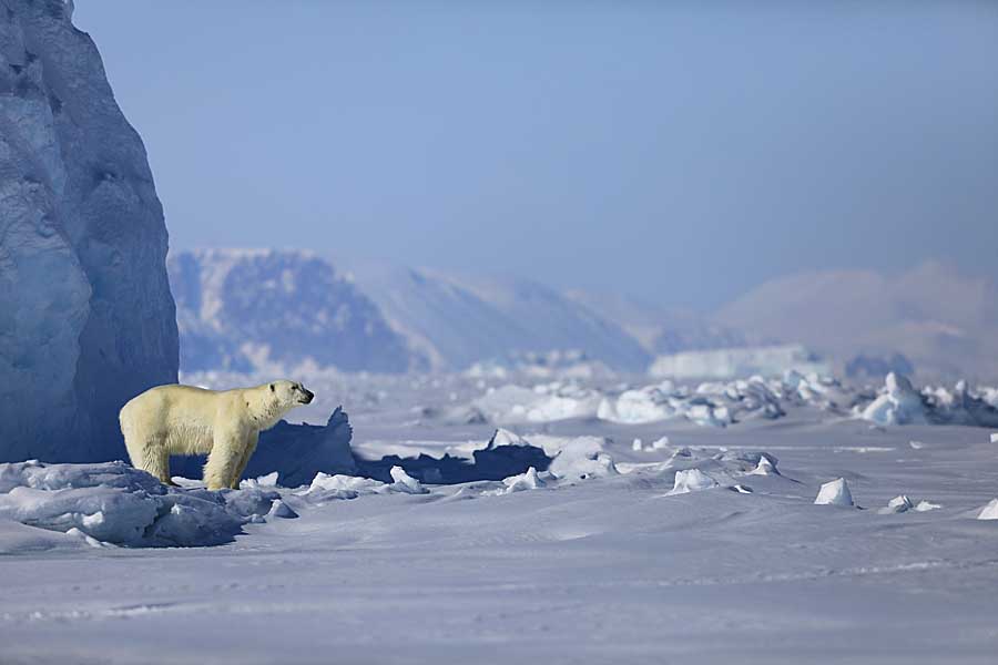 Polar Bear (Ursus maritimus)