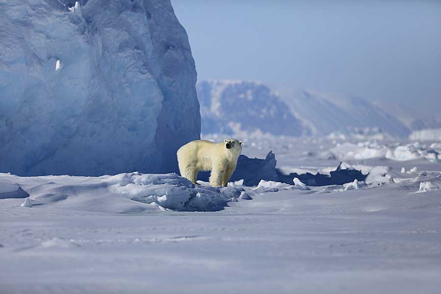 Polar Bear (Ursus maritimus)