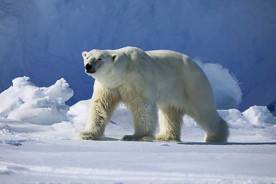 Polar Bear (Ursus maritimus)