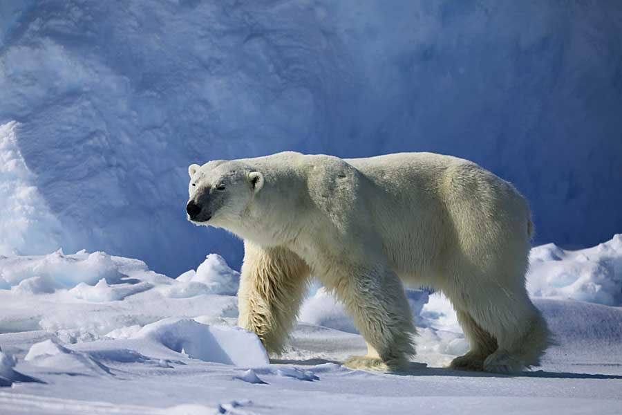 Polar Bear (Ursus maritimus)