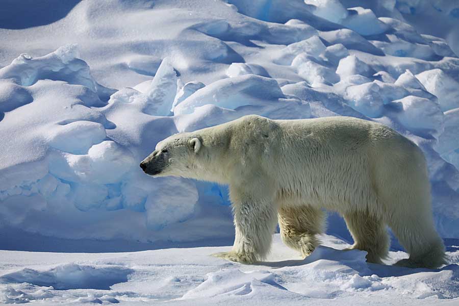 Polar Bear (Ursus maritimus)