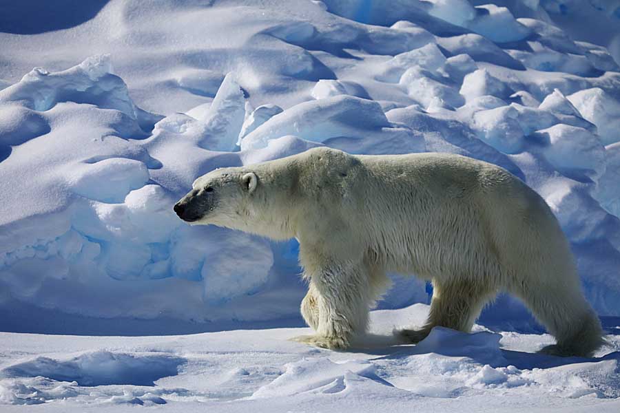 Polar Bear (Ursus maritimus)