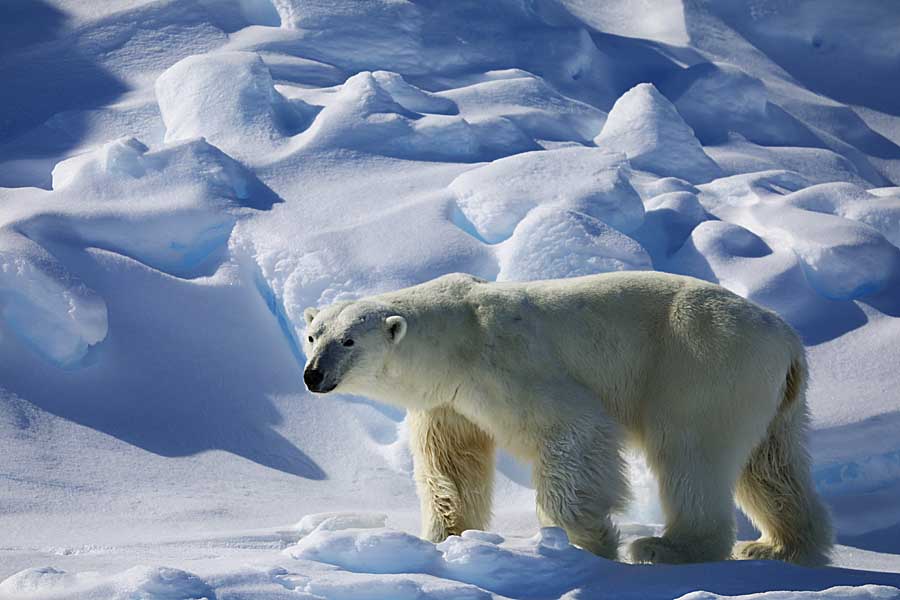 Polar Bear (Ursus maritimus)