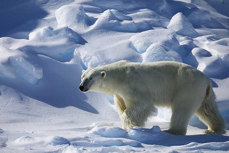 Polar Bear (Ursus maritimus)