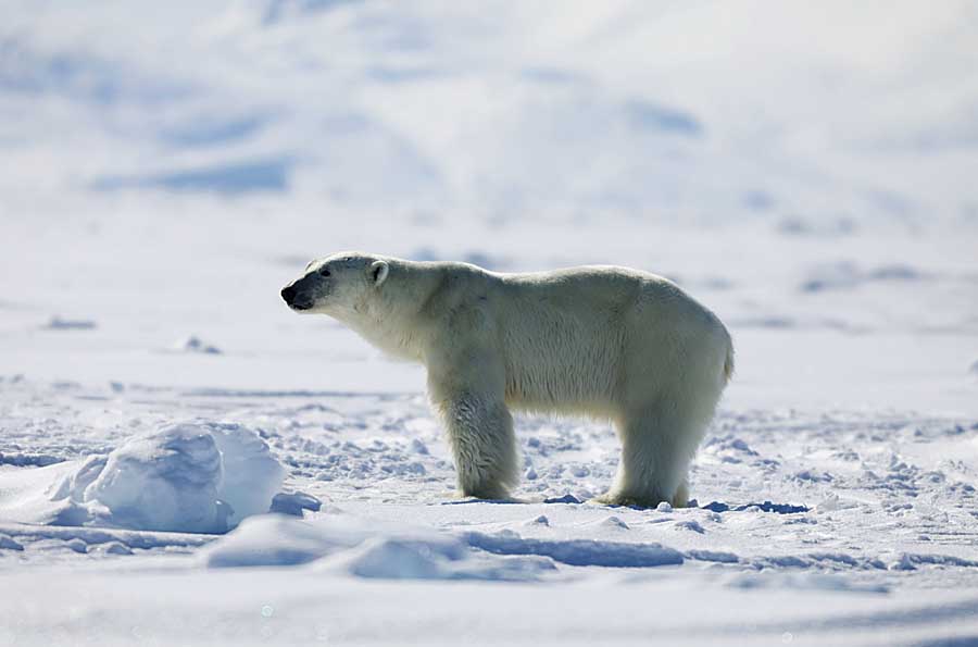 Polar Bear (Ursus maritimus)