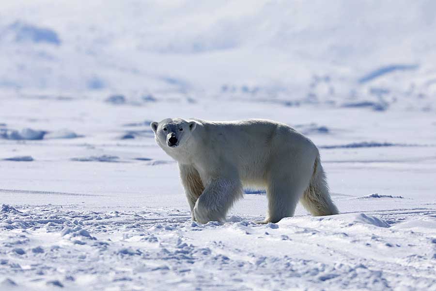 Polar Bear (Ursus maritimus)