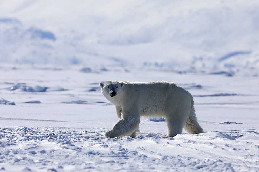 Polar Bear (Ursus maritimus)