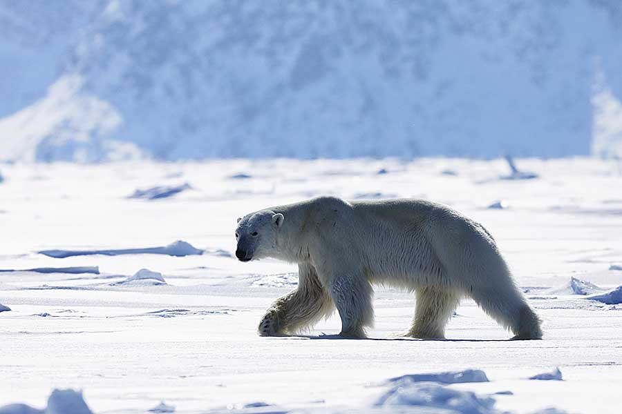 Polar Bear (Ursus maritimus)