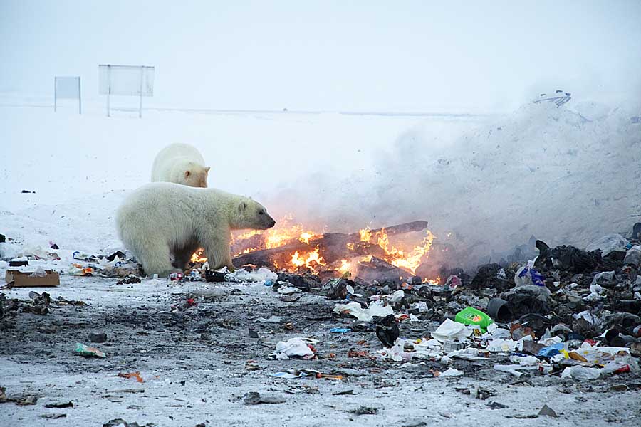 Polar Bear (Ursus maritimus)