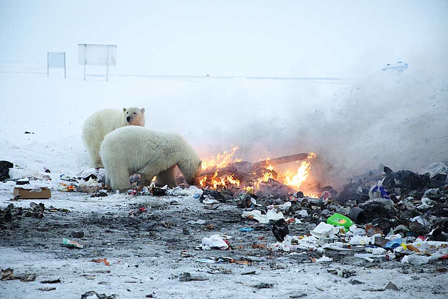 Polar Bear (Ursus maritimus)