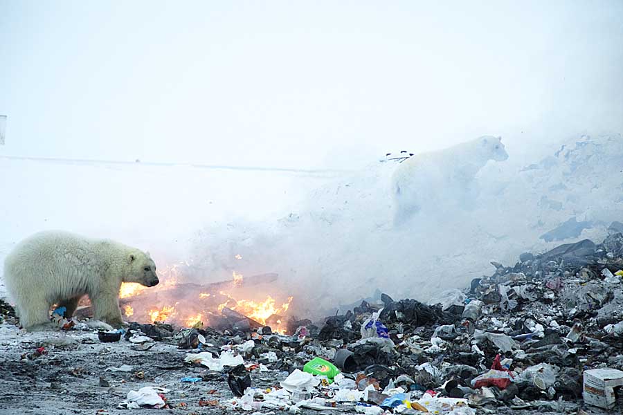 Polar Bear (Ursus maritimus)