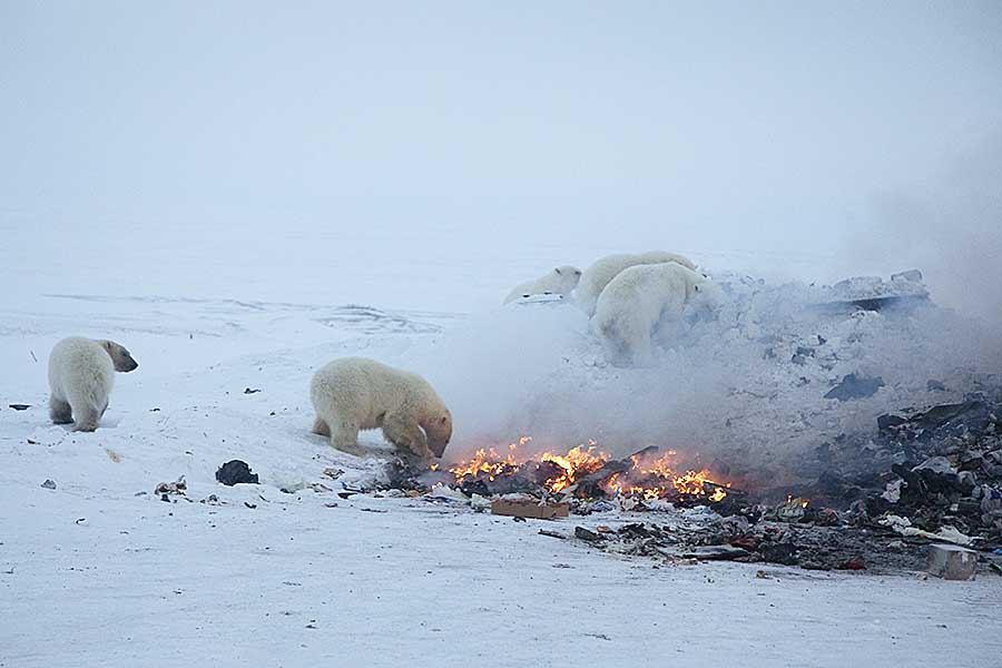 Polar Bear (Ursus maritimus)