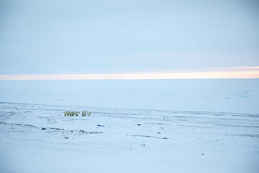 Polar Bear (Ursus maritimus)