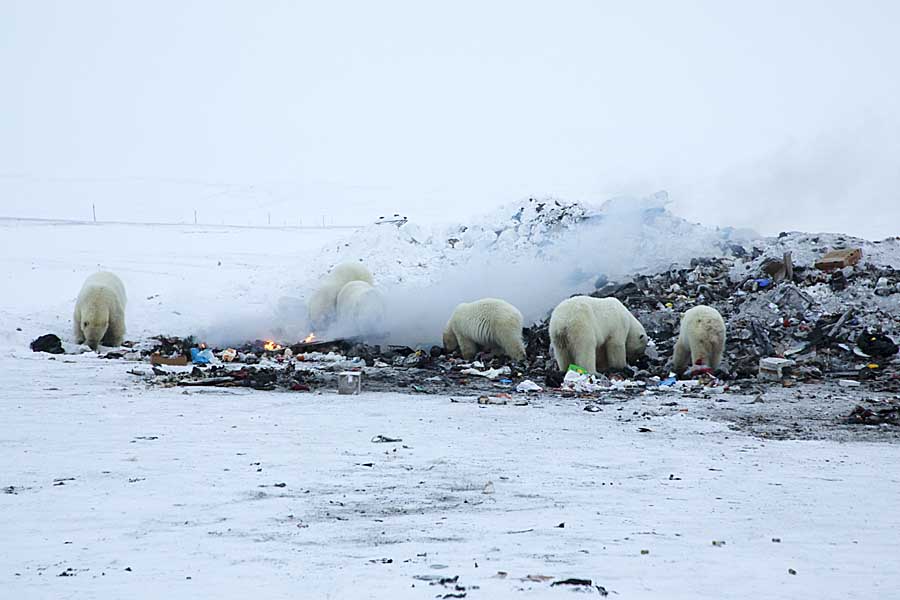 Polar Bear (Ursus maritimus)