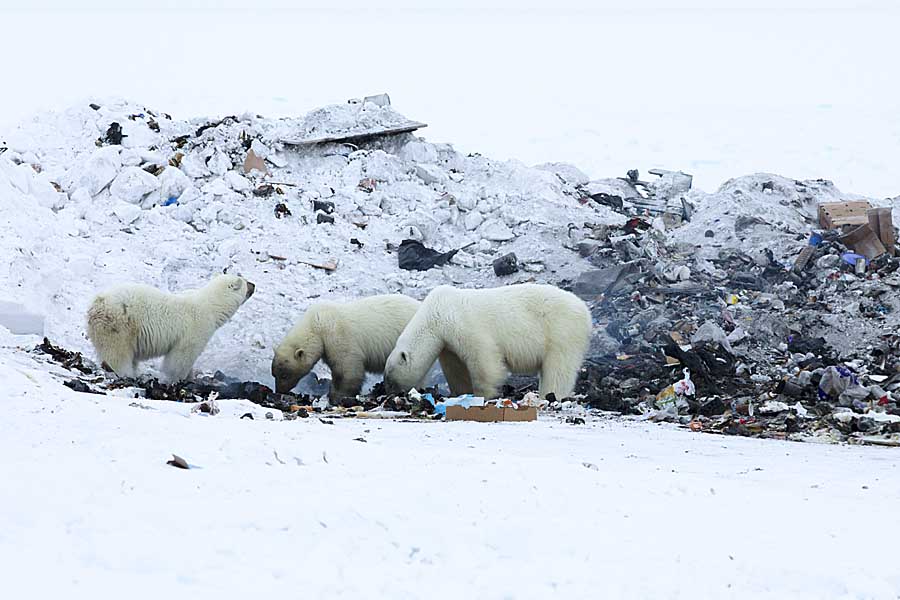 Polar Bear (Ursus maritimus)