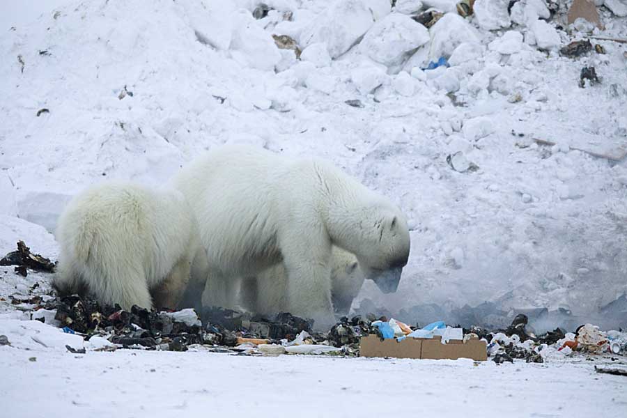 Polar Bear (Ursus maritimus)