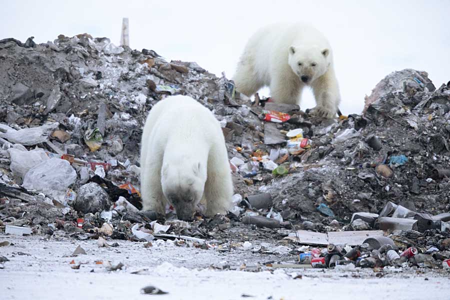 Polar Bear (Ursus maritimus)