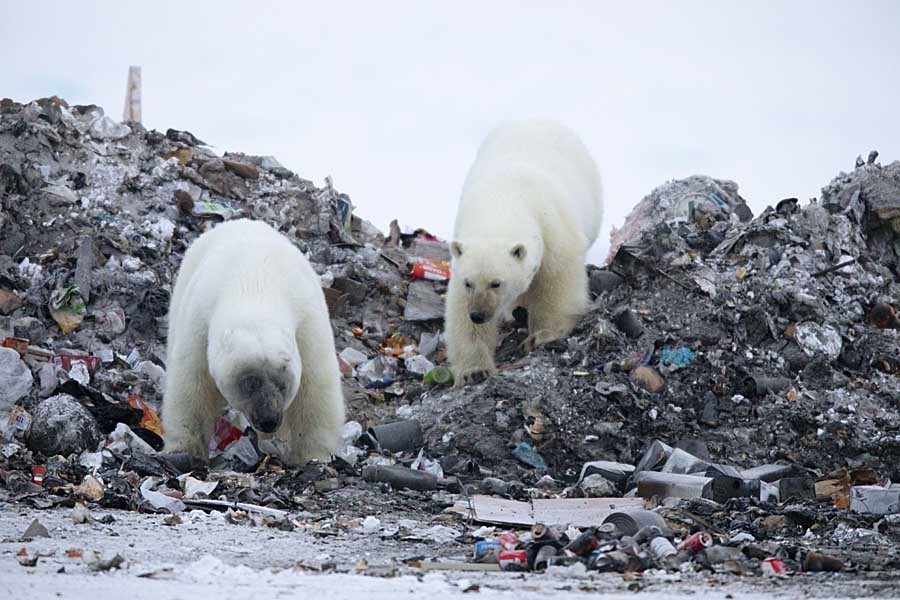 Polar Bear (Ursus maritimus)