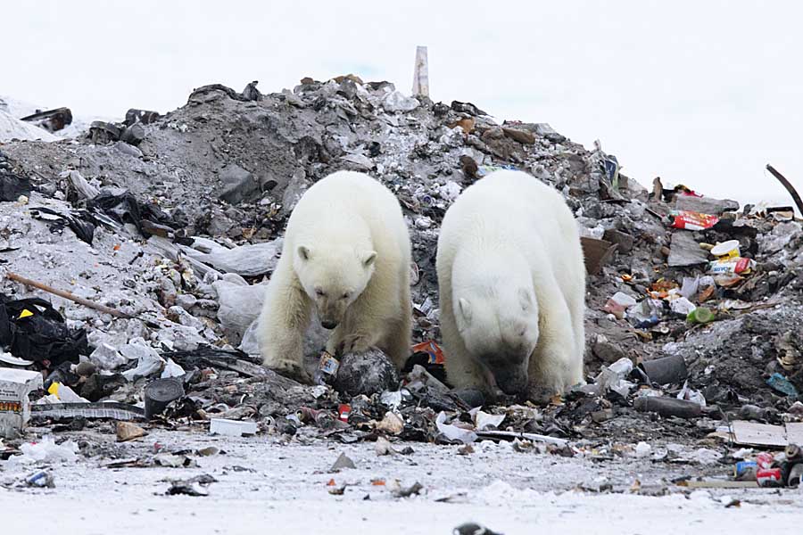 Polar Bear (Ursus maritimus)