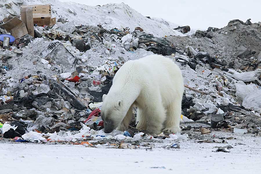 Polar Bear (Ursus maritimus)