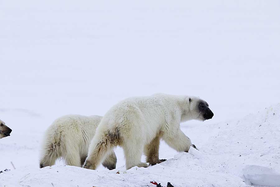 Polar Bear (Ursus maritimus)