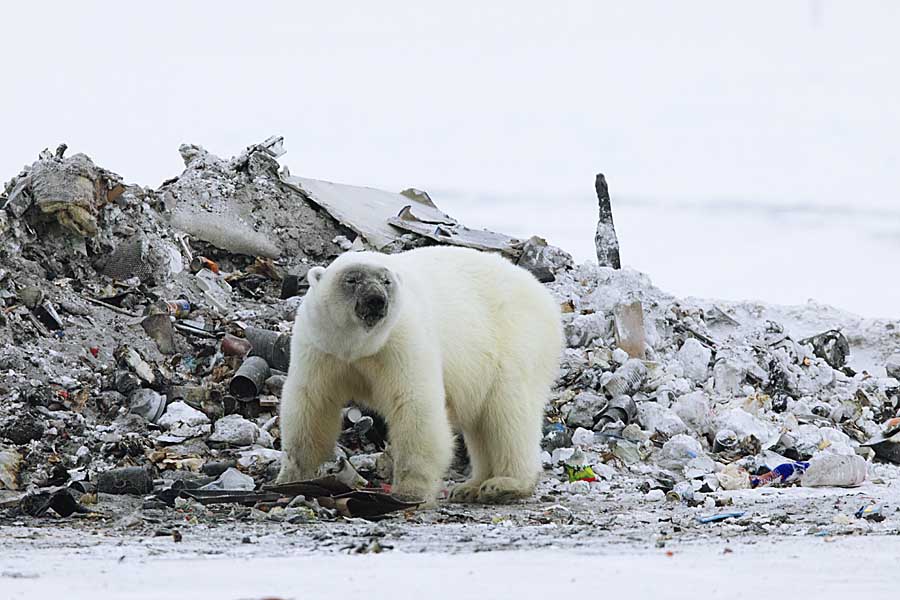 Polar Bear (Ursus maritimus)