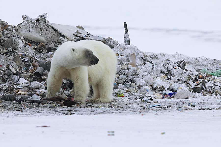 Polar Bear (Ursus maritimus)