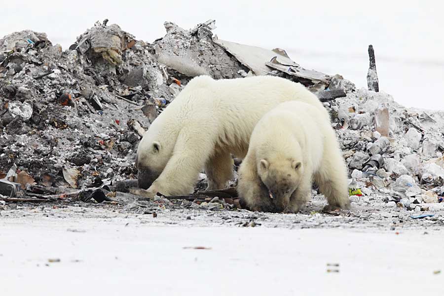 Polar Bear (Ursus maritimus)