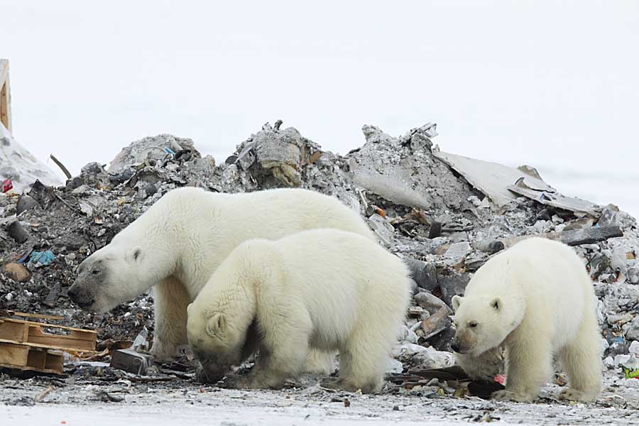 Polar Bear (Ursus maritimus)