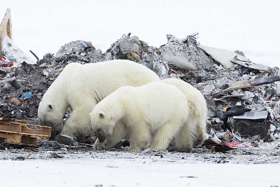 Polar Bear (Ursus maritimus)