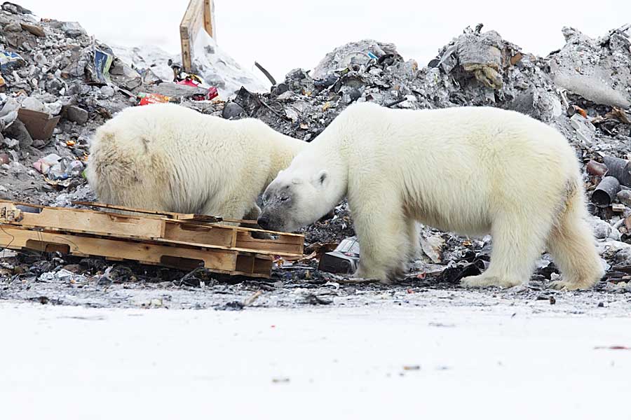 Polar Bear (Ursus maritimus)