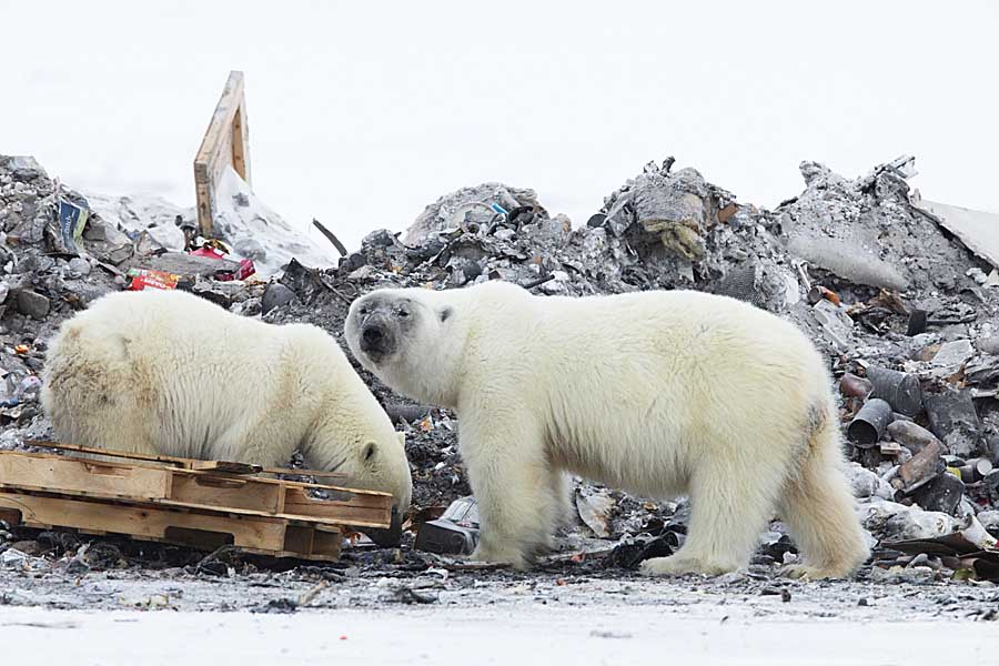 Polar Bear (Ursus maritimus)