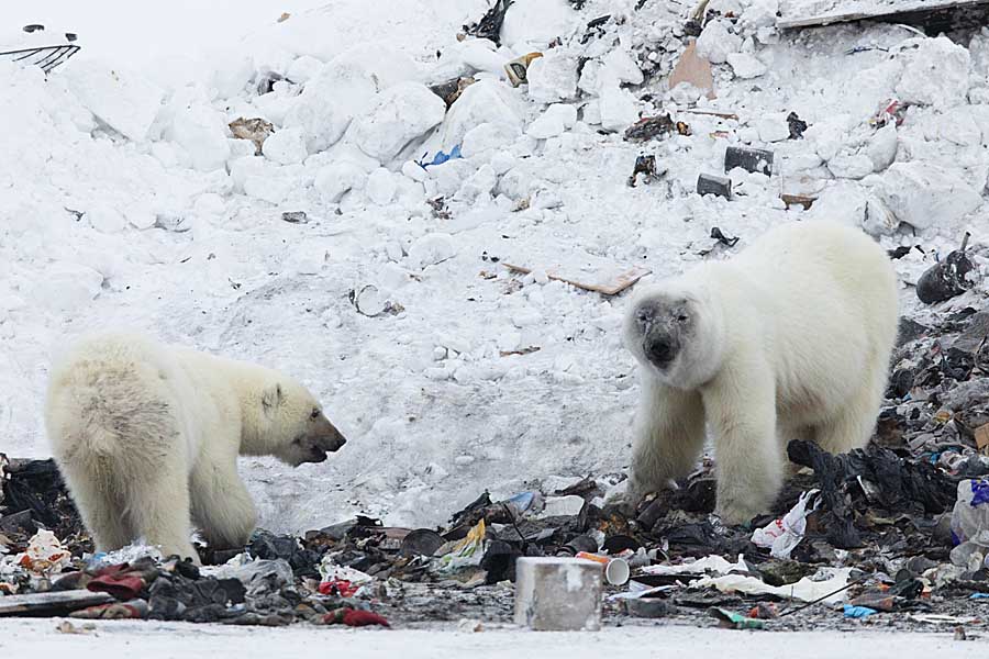 Polar Bear (Ursus maritimus)