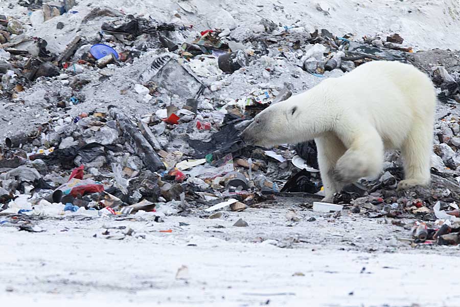 Polar Bear (Ursus maritimus)