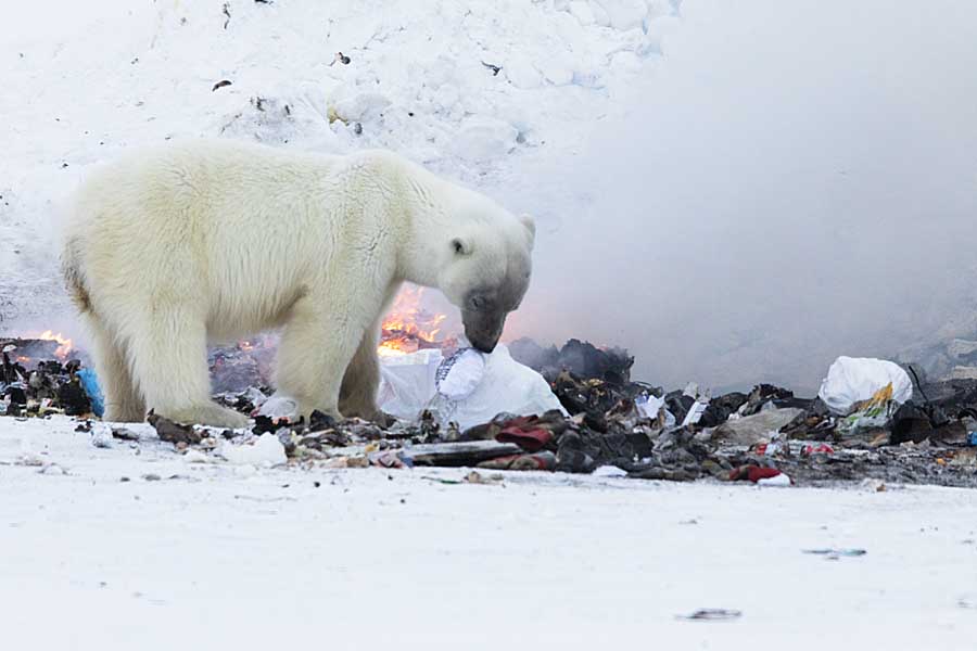 Polar Bear (Ursus maritimus)