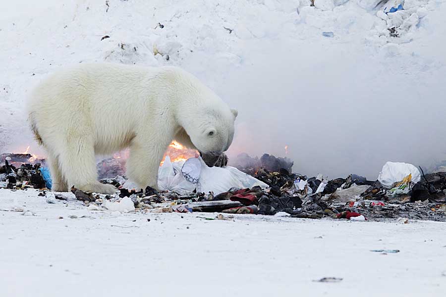 Polar Bear (Ursus maritimus)