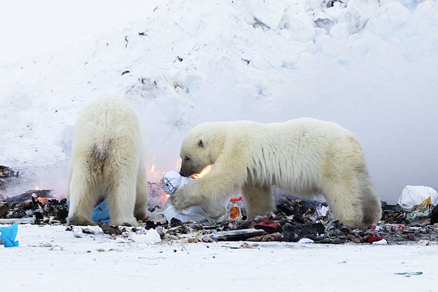 Polar Bear (Ursus maritimus)