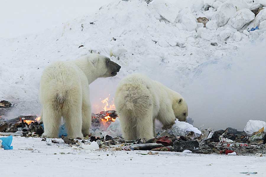 Polar Bear (Ursus maritimus)