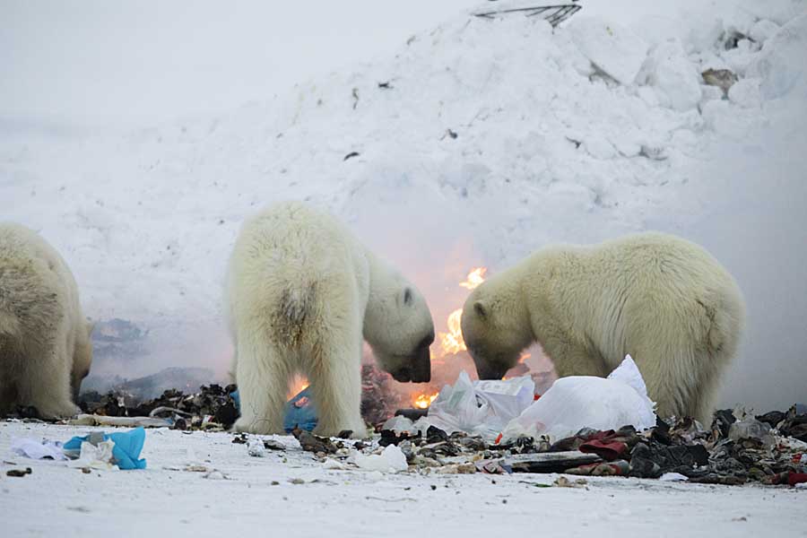 Polar Bear (Ursus maritimus)