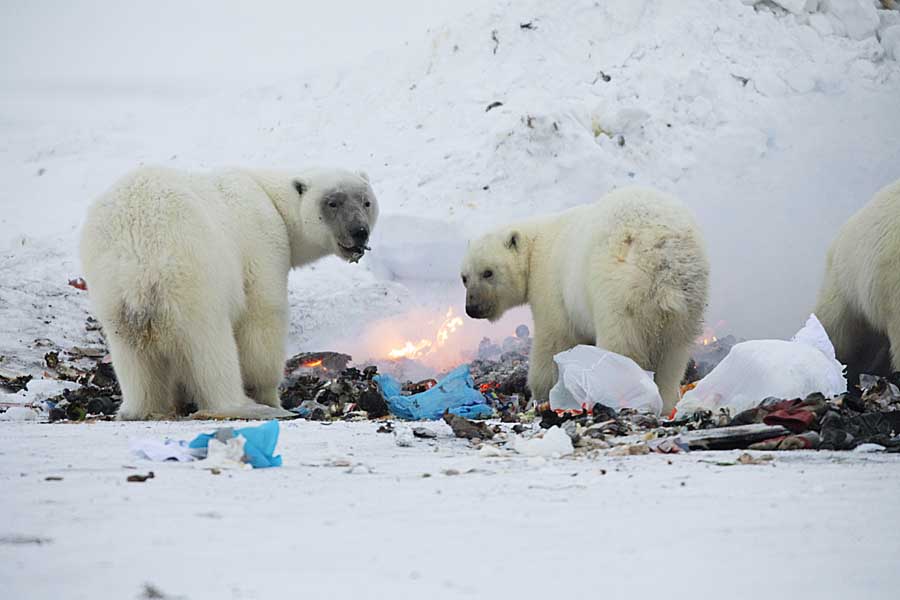 Polar Bear (Ursus maritimus)