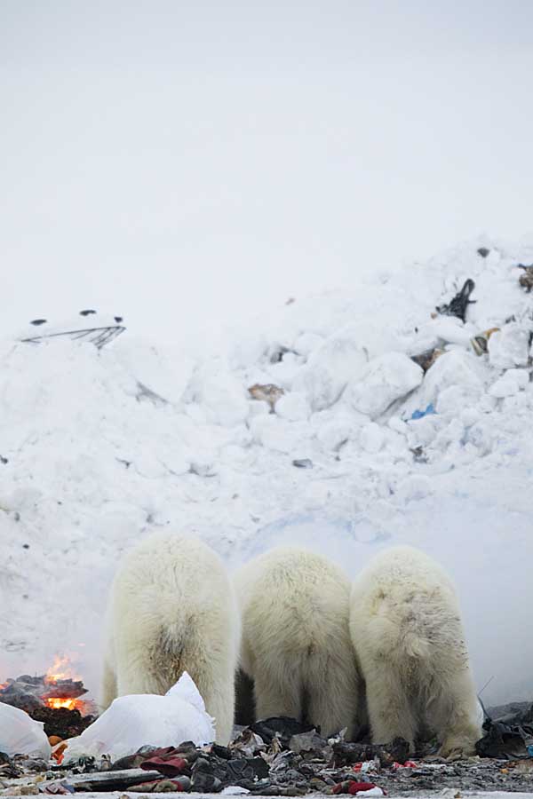 Polar Bear (Ursus maritimus)