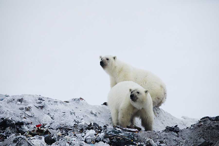 Polar Bear (Ursus maritimus)