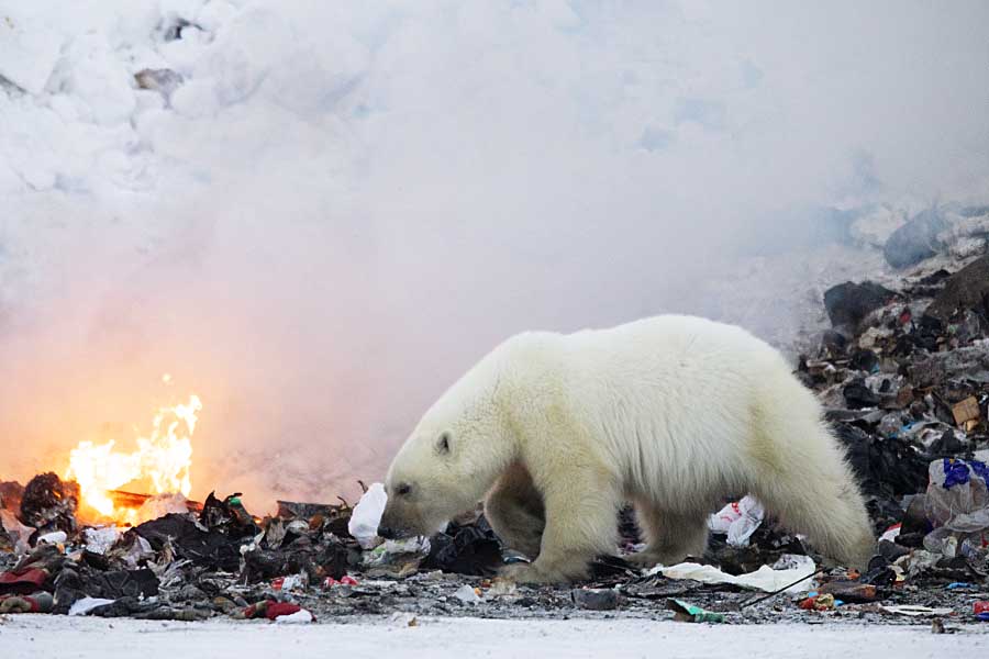 Polar Bear (Ursus maritimus)