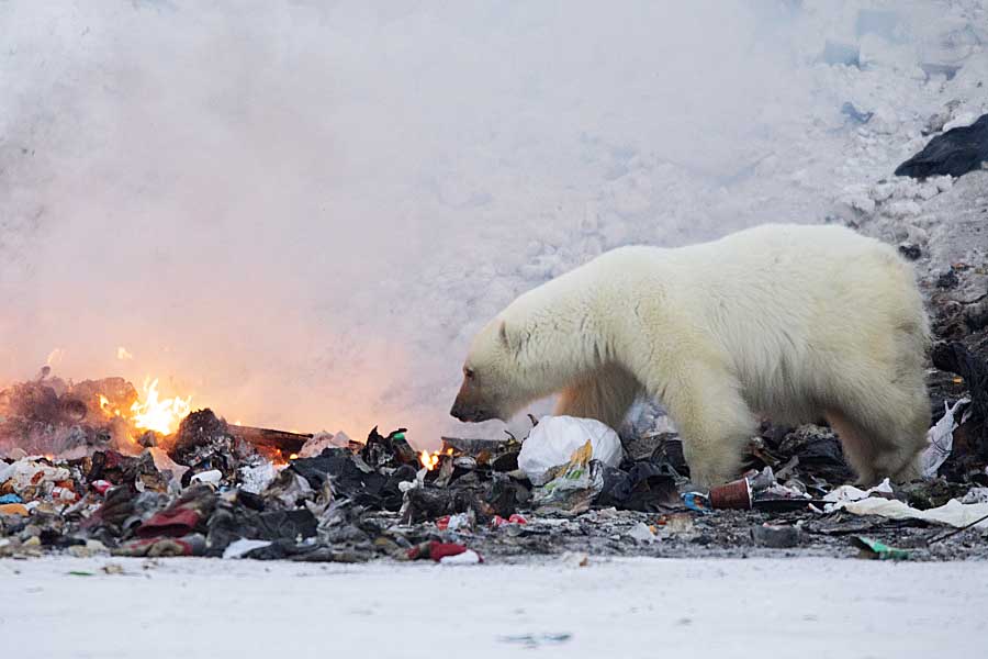 Polar Bear (Ursus maritimus)