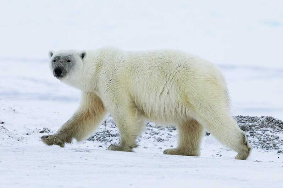 Polar Bear (Ursus maritimus)