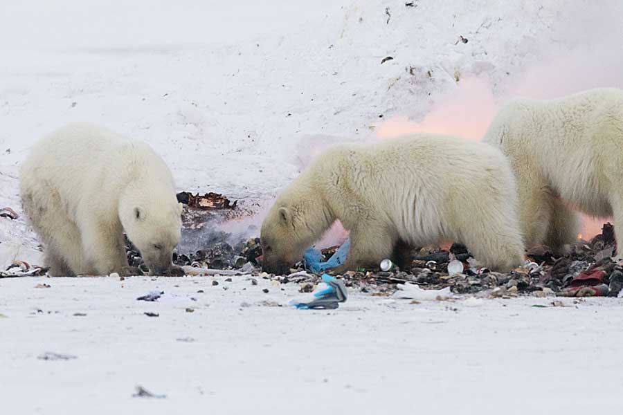 Polar Bear (Ursus maritimus)