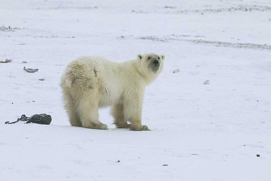 Polar Bear (Ursus maritimus)