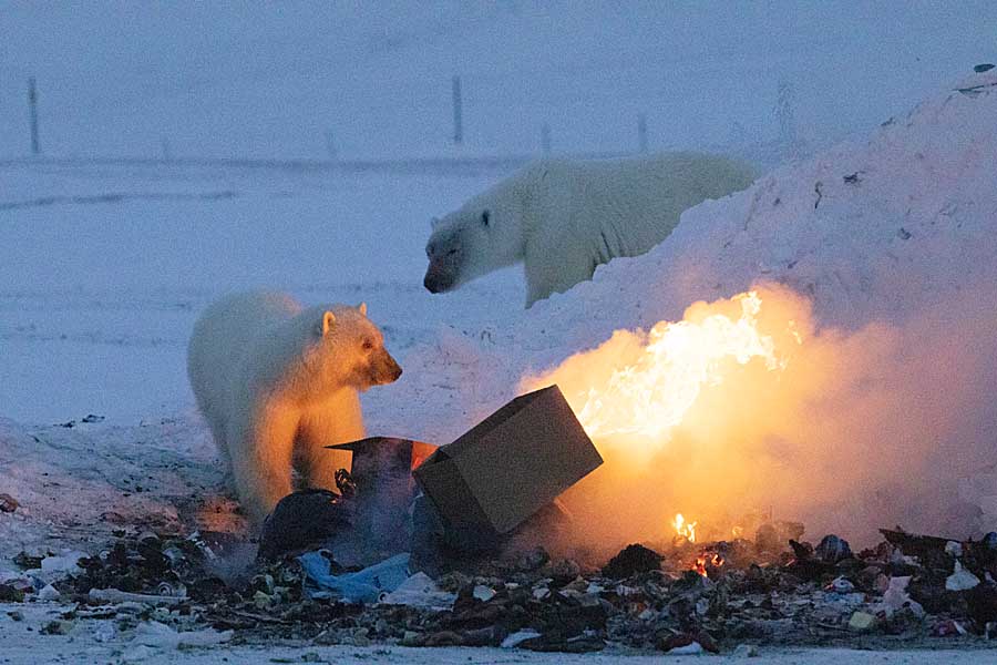 Polar Bear (Ursus maritimus)