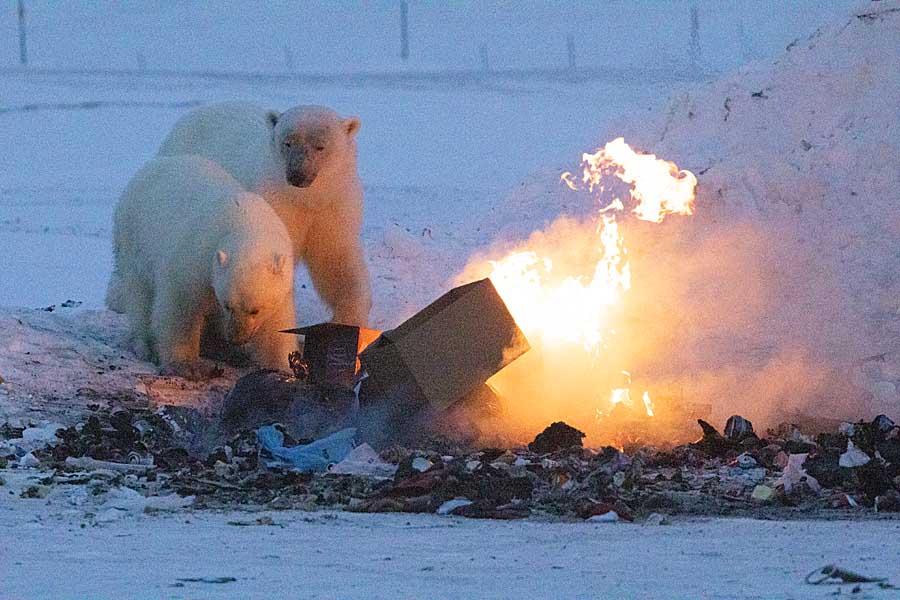 Polar Bear (Ursus maritimus)