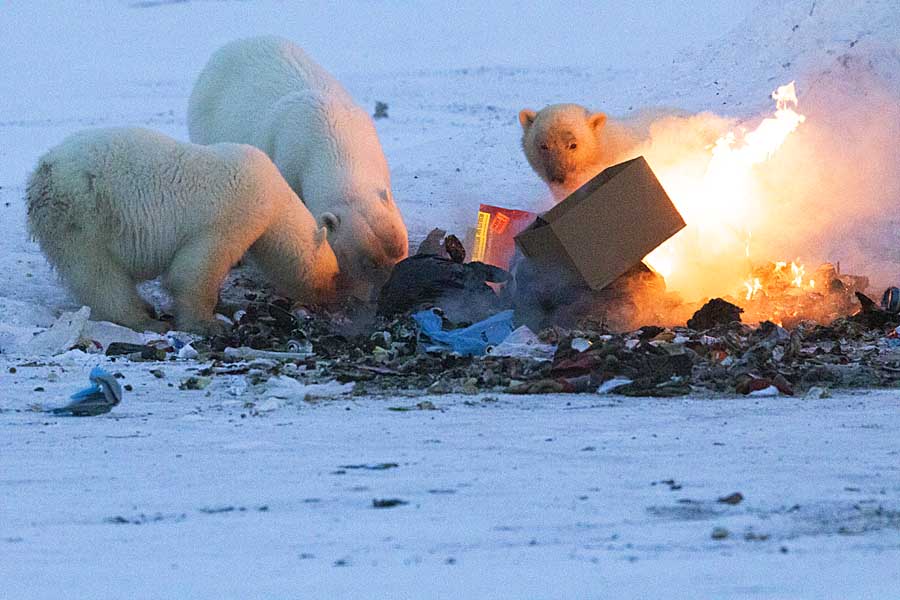 Polar Bear (Ursus maritimus)